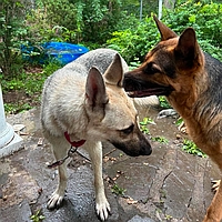 Image of a happily rescued, fostered, or adopted Healy Pack German shepherd