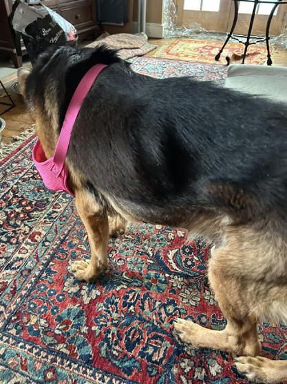 Image of a happily rescued, fostered, or adopted Healy Pack German shepherd