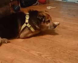 Image of a happily rescued, fostered, or adopted Healy Pack German shepherd