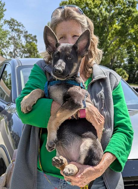 Image of a happily rescued, fostered, or adopted Healy Pack German shepherd